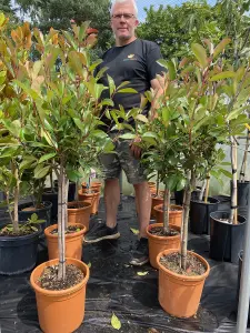 Photinia Red Robin Standard Tree 100cm Tall Supplied in a 5 Litre Pot