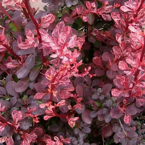 Berberis thunbergii Atropurpurea 'Purple Barberry' Bare Root Hedge Hedging Tree Plants (1-2ft, 25 Plants)