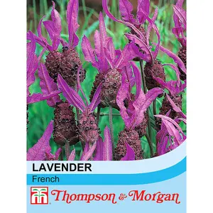 Lavender (French) Stoechas 1 Packet (50 Seeds)