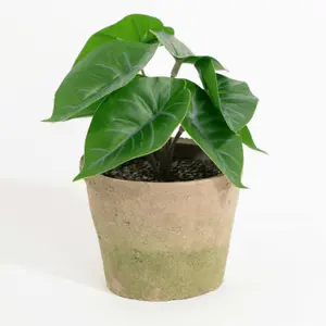 Blooming Artificial - 12cm / 0.5ft Faux Mini Anthurium