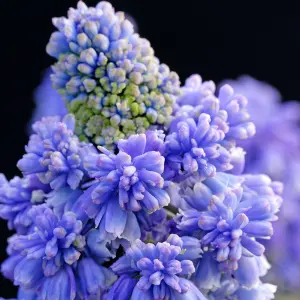 10 x Muscari armeniacum Grape Hyacinth Spring Bulbs - Blue Outdoor Flowering Perennials - Grow in Beds, Borders & Patio Pots