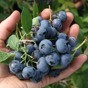 Blueberry Duke - Vaccinium corymbosum, Fruit-Bearing Shrub (30-50cm Height Including Pot)