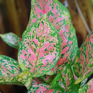 House Plants Aglaonema commutatum Red Valentine, Set of Six Chinese Evergreen, Pink Leaves, Indoor Plants in 6cm Pots, For Home, O