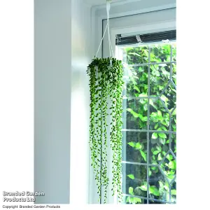 Gift Senecio Rowleyanus String of Pearls 14cm Pot x 1