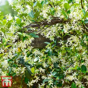 Fragrant Trachelospermum Jasminoides - Star Jasmine - 2 Litre Potted Plant x 1 - Ideal for Trellis, Fences & Obelisks