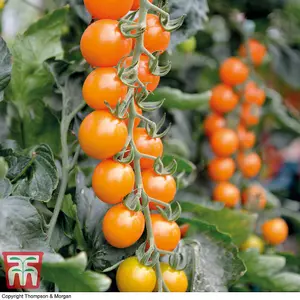 Tomato Honeycomb F1 1 Seed Packet (10 Seeds)