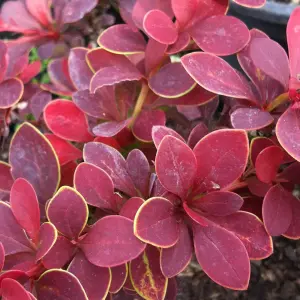 Berberis Golden Ring Garden Shrub - Compact Size, Vibrant Foliage (10-30cm Height Including Pot)