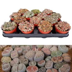 1 x Lithops Living Stone Mixed Succulent Plants in 9cm Pot - Indoor Pebble Plants