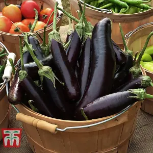 Aubergine Hansel F1 1 Seed Packet (5 Seeds)