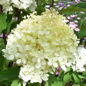 Hydrangea paniculata 'Limelight' 9cm pot - 1 plant