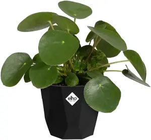 Elho B.for Rock 14cm Living Black Recycled Plastic Plant Pot