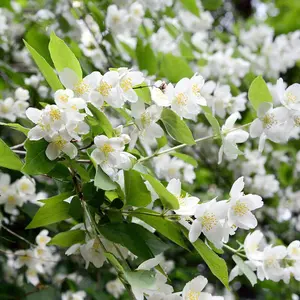 Mock Orange Philadelphus Coronarius 3.6 Litre Potted Plant x 1