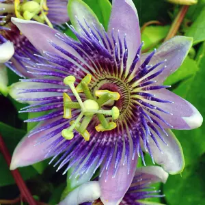 Passiflora Purple Rain Garden Plant - Exotic Blooms, Compact Size (20-30cm Height Including Pot)