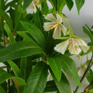 90cm Artificial Hainan Elaeocarpus Stem