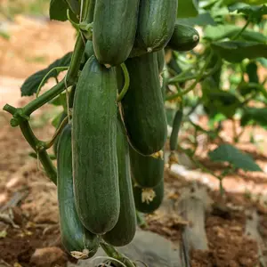 Organic Cucumber Marketmore 1 Seed Packet