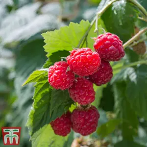 Raspberry (Rubus idaeus) Glen Ample 6 Canes - Grow Your Own Fruit