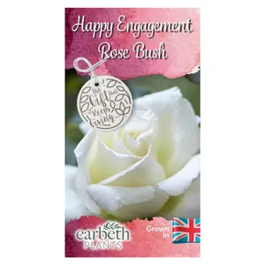 Happy Engagement Rose Bush Gift Wrapped - Plant Gift