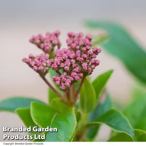 Hardy Shrub - Viburnum Tinus - 3.6 Litre Potted Plant x 1