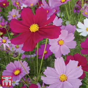 Cosmos Sensation Mixed 1 Packet (150 Seeds)