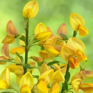 Cytisus Apricot Gem Garden Shrub - Stunning Yellow Flowers, Compact Size, Attracts Pollinators (10-30cm Height Including Pot)