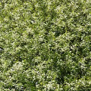 Bird Cherry Hedge Prunus padus Set of 10 Bare Root Hedges 60-90cm tall