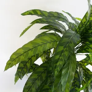 60cm Artificial Calathea Plant Variegated