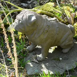 Full Size Pug Cold cast Bronze dog Statue