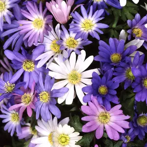 Anemone Blanda Mixed Flowering Bulbs - Colorful Mixed Blooms, 10000 Pack