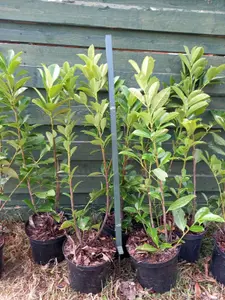 10 Cherry Laurel Hedge Plants Fast Growing Evergreen Hedging 1-2ft Tall Potted