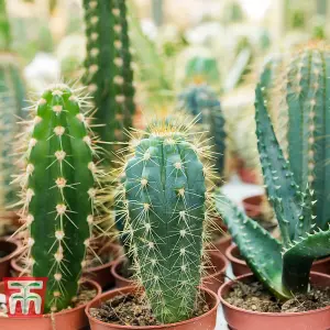 Houseplant Cactus Mixed 5.5cm Pot Pot x 1