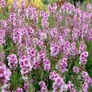 Verbascum Lavender Lass - Compact Perennial, Delicate Lavender Blooms (30-40cm Height Including Pot)