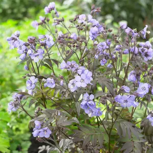 Gardeners Dream Polemonium Heaven Scent (9cm)