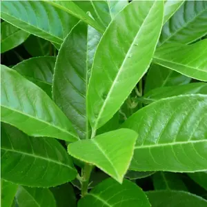 Prunus Rotundifolia Garden Plant - Compact Size, Glossy Evergreen Foliage (20-40cm, 50 Plants)