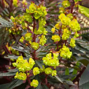 Euphorbia Purpurea - Deep Purple Foliage, Lime Green Flowers, Evergreen, Moderate Height (30-40cm Height Including Pot)