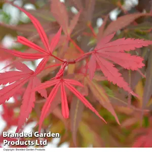 Acer Palmatum Shaina 60cm 3 Litre Potted Plant x 1