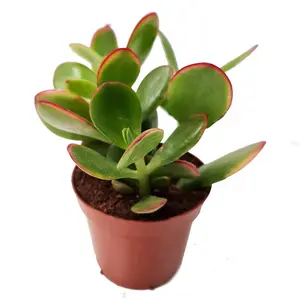 House Plant - Money Plant - Sunset - 12 cm Pot size - 20-30 cm Tall - Crassula Ovata - Indoor Plant