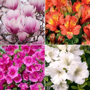 Shrub Mix - Outdoor Plants in 9cm Pots, Colourful Varieties, Hardy Plants (20-60cm, 5 Plants)