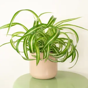 House Plant - Curly Spider Plant - Bonnie - 20 cm (Free Pot Hanger) Pot size - 20-30 cm Tall - Chlorophytum Comosum - Indoor Plant