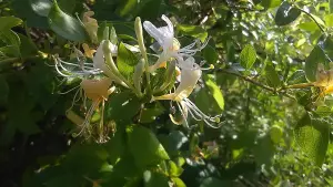 Lonicera Graham Thomas Honeysuckle Fragrant Climbing Plant 3-4ft Supplied in a 3 Litre Pot