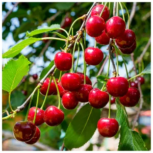 Dwarf Patio Merton Premier Cherry Tree, Dark Red, Sweet & Juicy Cherries