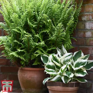 Hosta Patriot 3 Litre Potted Plant x 1