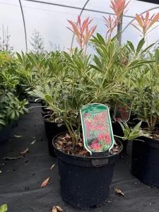 3 Mixed Extra Large Pieris Shrubs Fragrant Evergreen Garden Plants in 3 Litre Pots