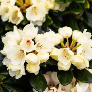 Azalea / Rhododendron Wren Plant in 9cm Pot, Magnificent Pale Yellow Flowers