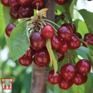 Grow Your Own Fruit  Cherry (Prunus) Stella 1 Bare Root unfeathered maiden