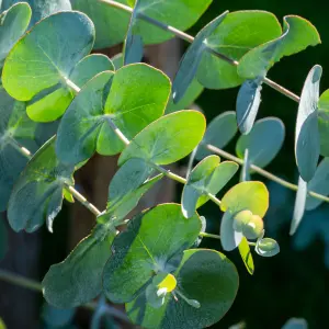 Eucalyptus Pleached Tree with Staking Kit - 200cm Stem and 6cm Girth