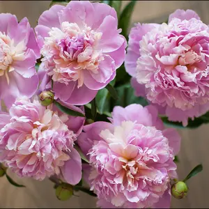 Peony - Paeonia lactiflora Chiffon Parfait - Supplied as a bare root with 3-5 eyes