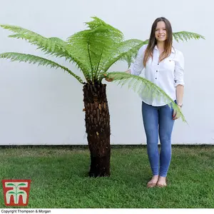 Dicksonia Antarctica (Australian Fern Tree) 1ft Trunk x 1