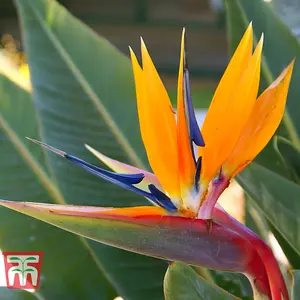 Houseplant Bird Of Paradise 13cm Pot x 2