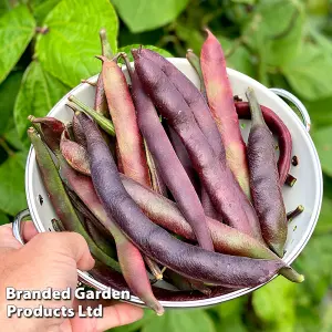 Bean Runner Black Knight 1 Packet (20 Seeds)