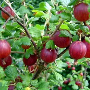 Ribes uva-crispa Hinnonmaki Red - Gooseberry Fruits, Hardy Fruit Plant (20-30cm Height Including Pot)